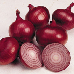 Cebula Redrover F1 250 tys. nasion precyzja st